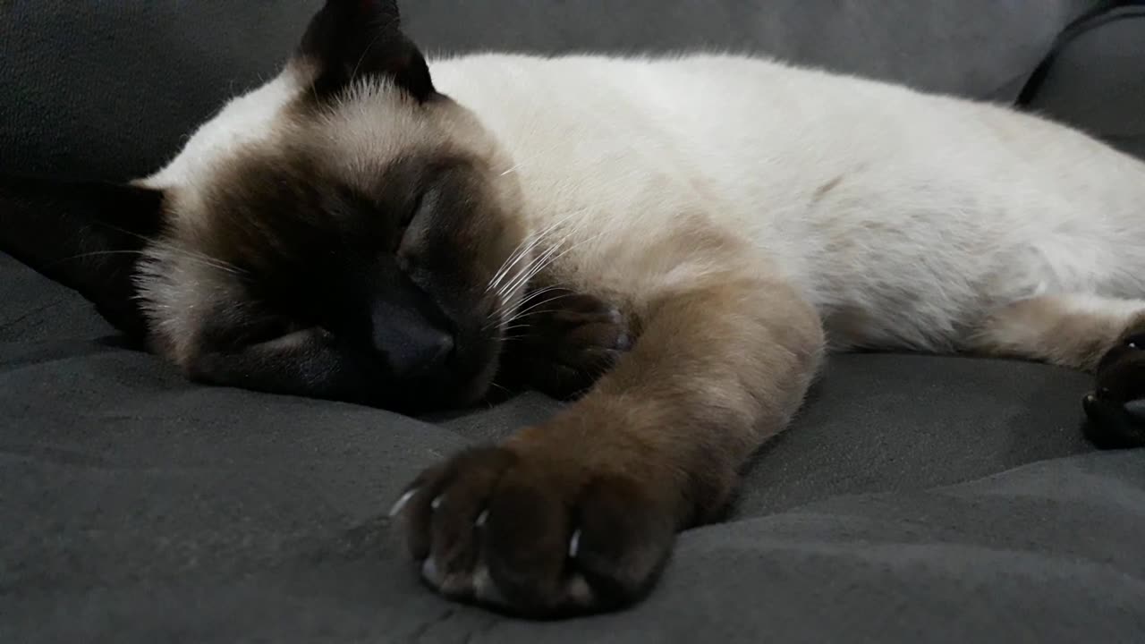 Close-Up Footage of a Sleeping Cat