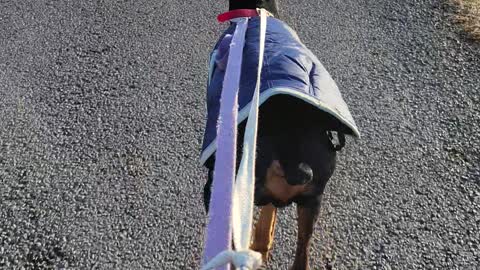 Doggy Blading in Canadian January