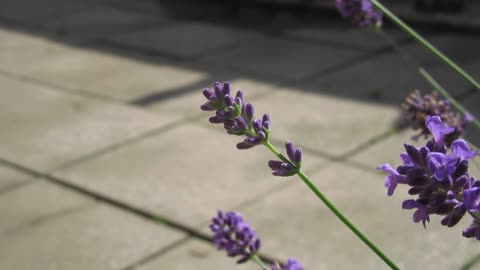 Beautiful flowers