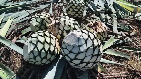 How Tequila Made From Agave Blue Agave Cultivation and Harvest Agave Processing in Factory