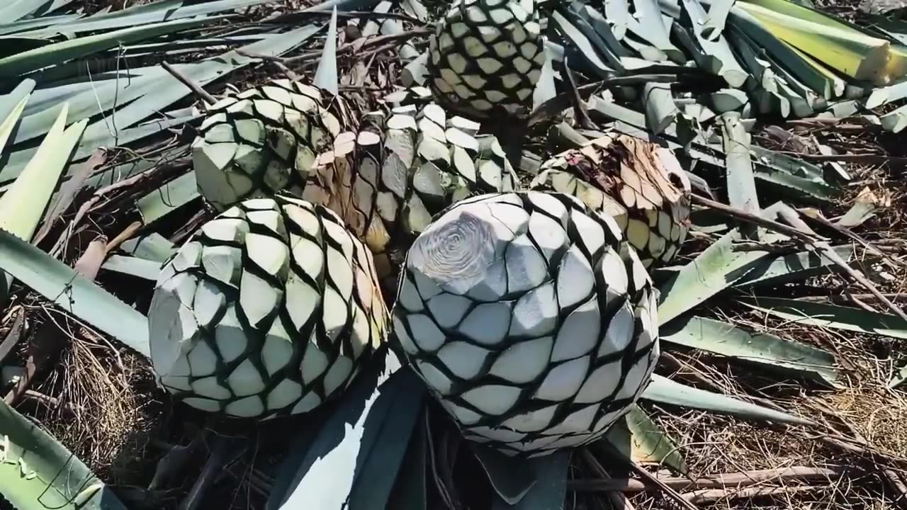 How Tequila Made From Agave Blue Agave Cultivation and Harvest Agave Processing in Factory