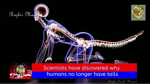 Scientists have discovered why humans no longer have tails