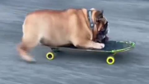 This dog is a good skateboarder