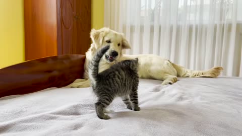 Golden Retriever Attempts To Befriend A Tiny Kitten!