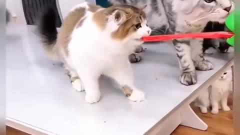 cats playing with the toys