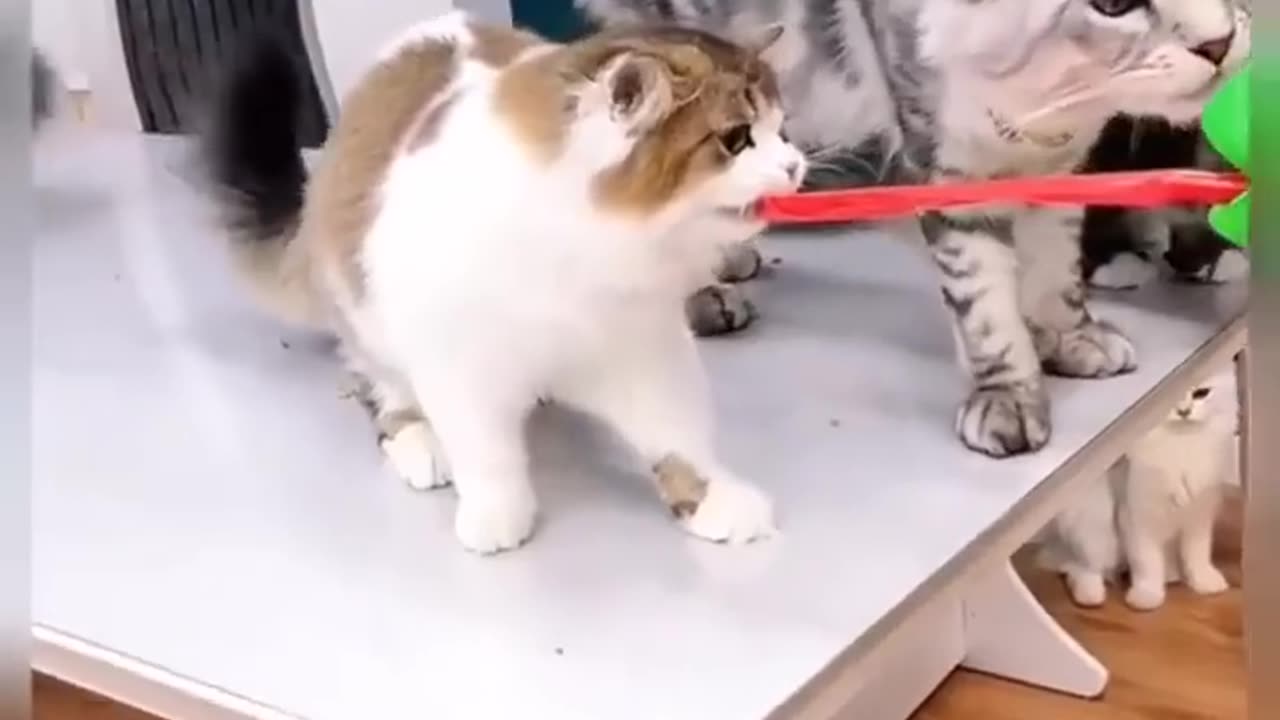 cats playing with the toys