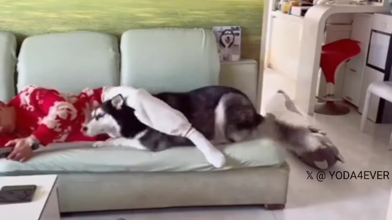 Dog Hilariously Steals Adopted Dad's Pillow!