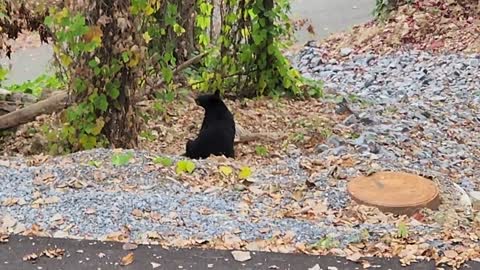 Gatlinburg (Bear Edition)