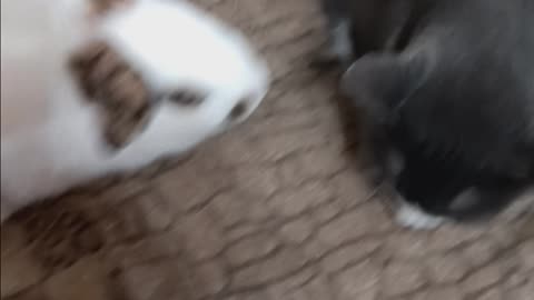 Mina and mrbuttons are friends
