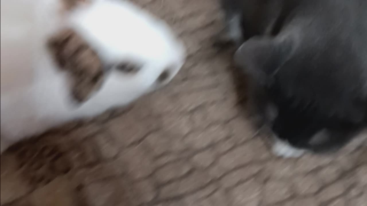 Mina and mrbuttons are friends