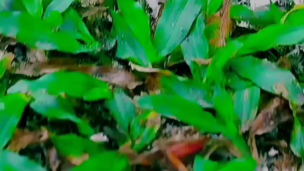 Videografy aesthetic