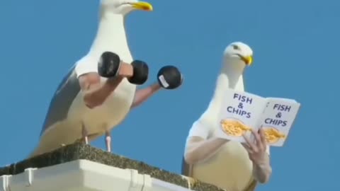 Cute animal that acts like a human that was caught on camera /Animal mignon qui agit comme un humain qui a été filmé/حيوان لطيف يتصرف كإنسان تم التقاطه بالكاميرا/ カメラに捉えられた人間のように