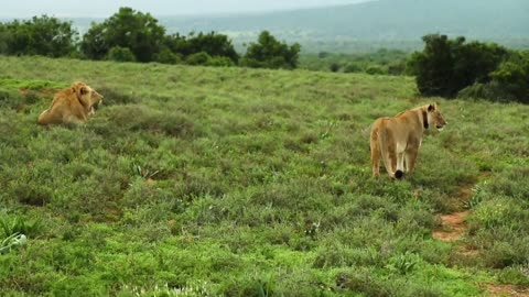 Wild Animls in Earth