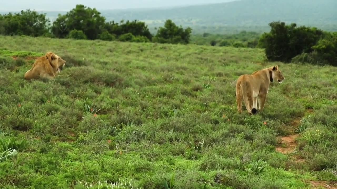 Wild Animls in Earth