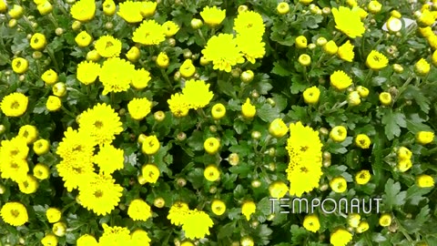 Blooming Chrysanthemum Flower Time Lapse