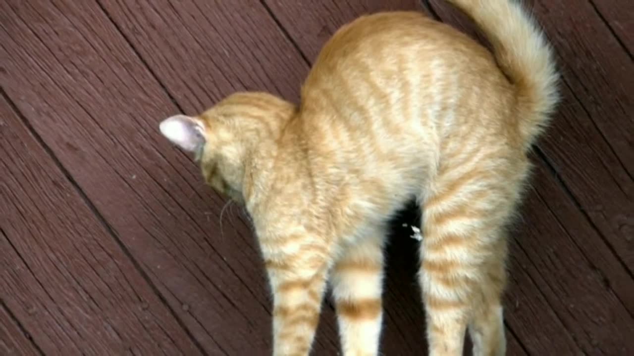 Straingest cats
