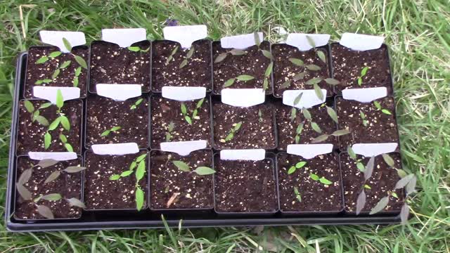 How I Use A Shadow To Harden Off Our Tomato and Pepper Seedlings