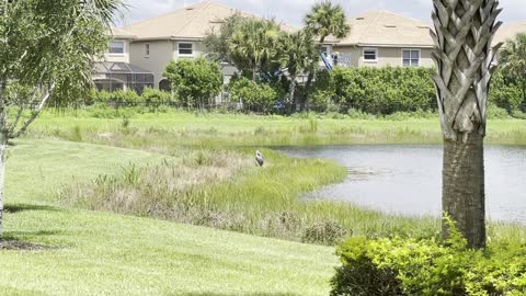 Great Blue Heron Walks In Paradise