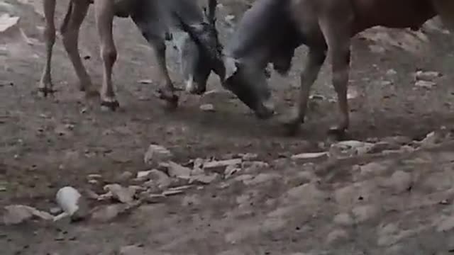 Duel deer