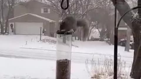 Only For The Birds My Little Friend!