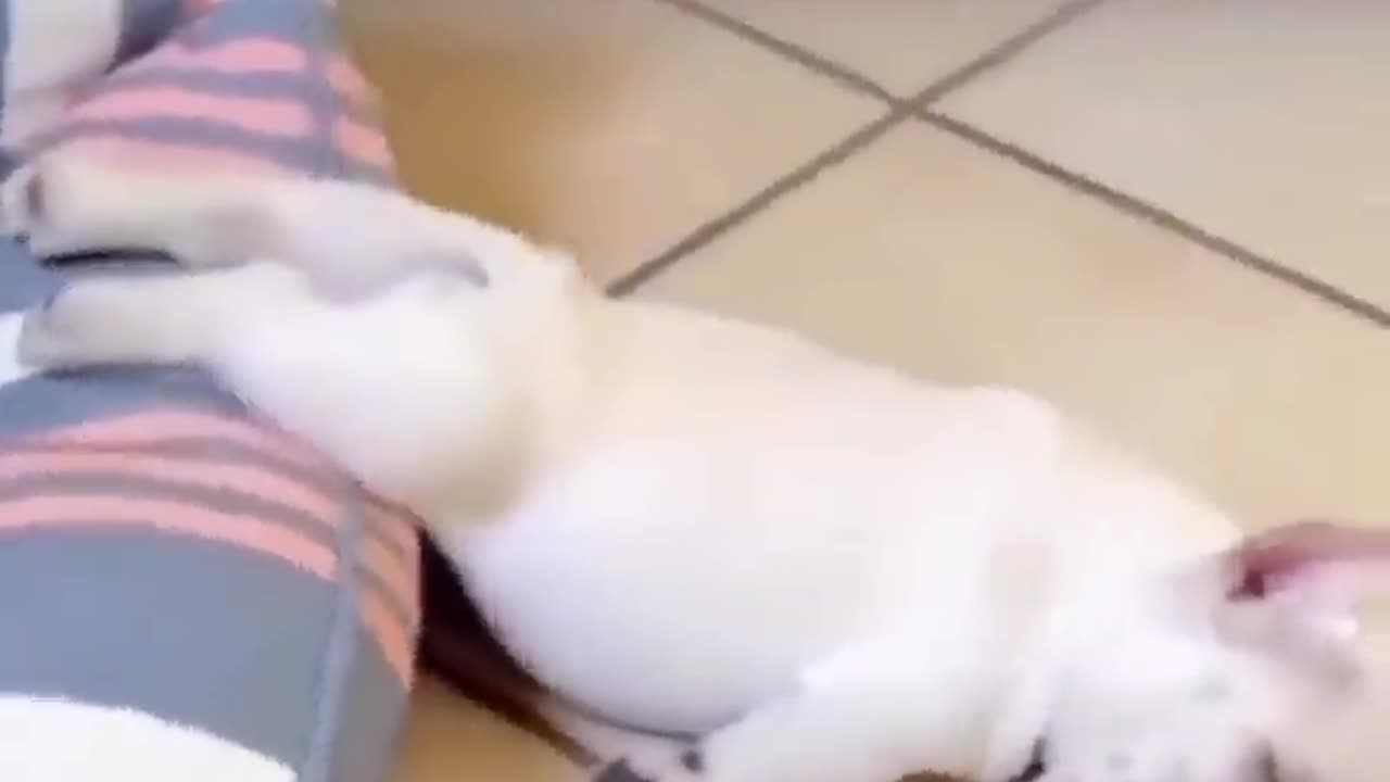 Funny cat and dogs home video 2023