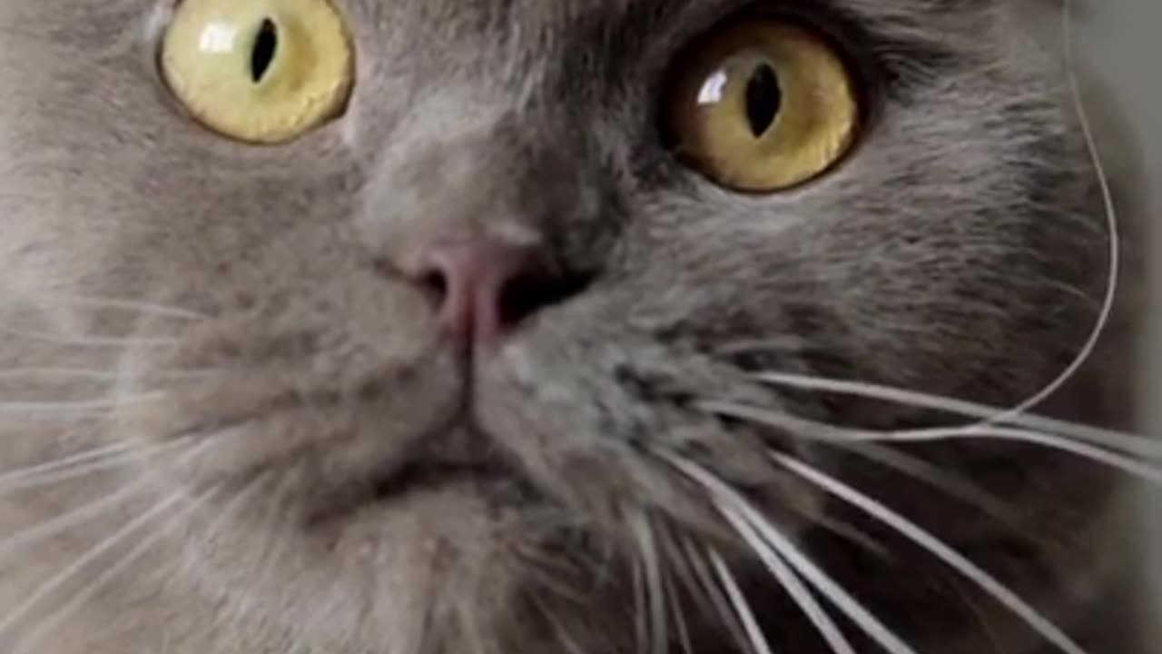 Hysterical Cat Video You Won t Stop Laughing 😂