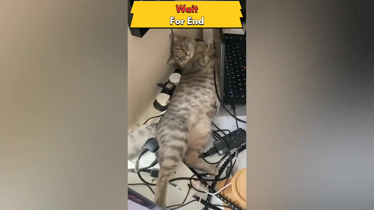 Funny animals video by asailam