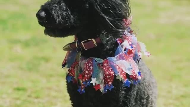 THE DOG IS READY FOR MARRIAGE