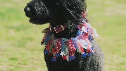 THE DOG IS READY FOR MARRIAGE