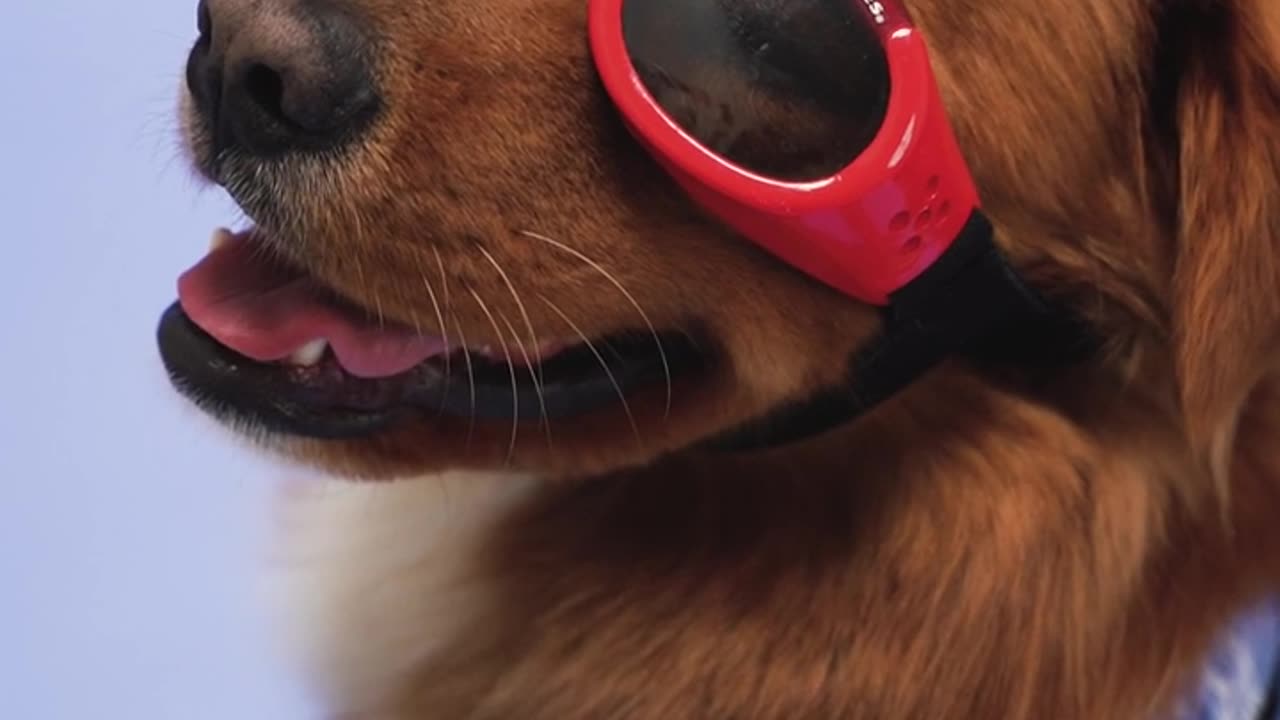 Dog Wearing Red Sunglasses!