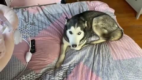 Sad Husky Can’t Find The Baby But Then Gets So Happy & Cuddles Her!!!! [CUTEST REACTION EVER!!!]