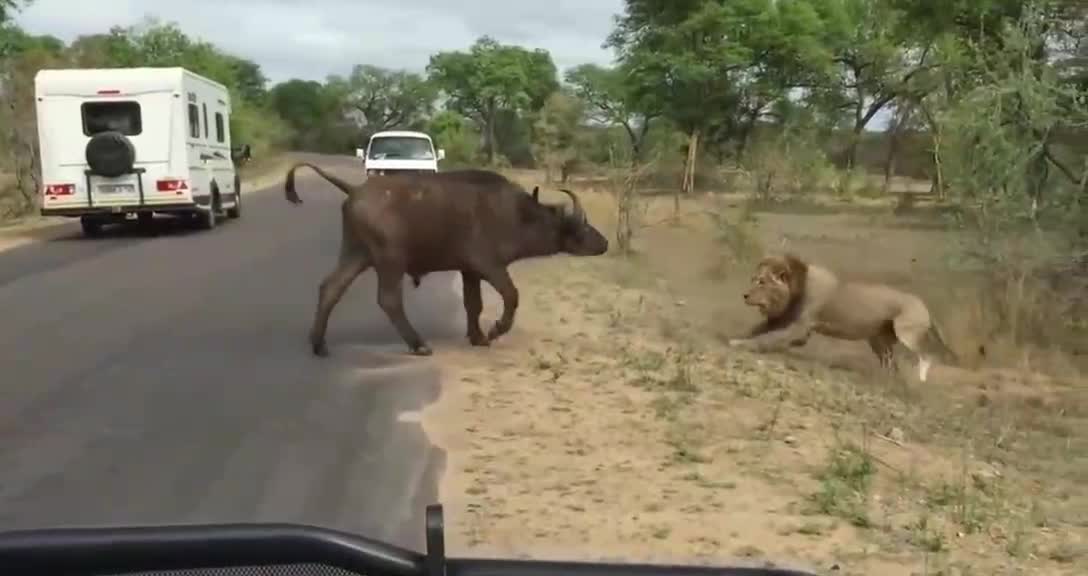 On the highway, lions and cows fight