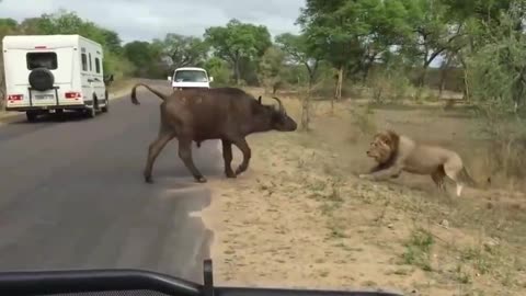 On the highway, lions and cows fight