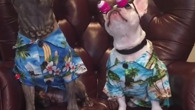 When you and your BFF show up to the party wearing the same thing! 🤪💕🐶