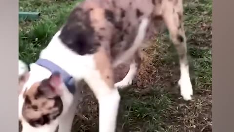 funny animal videos