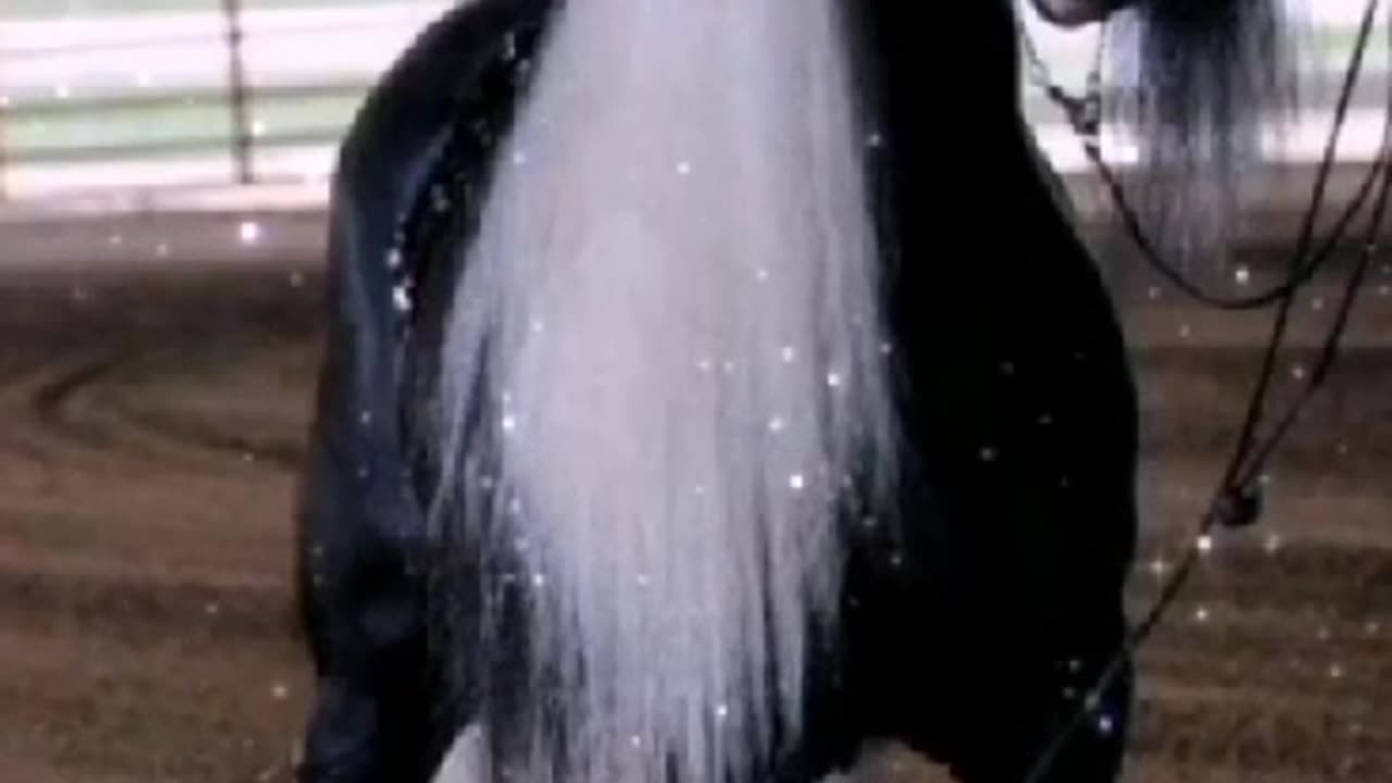 The most beautiful horses.