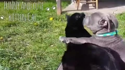 Playing Dog and Cat moment life