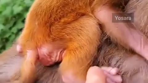Great video of a monkey in the woods