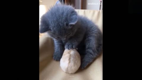 Funniest Cats 😹 Don't try to hold back Laughter 🤣🤣 #51💗 Cutest Lands