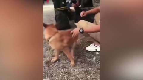 Funniest Animals 2023