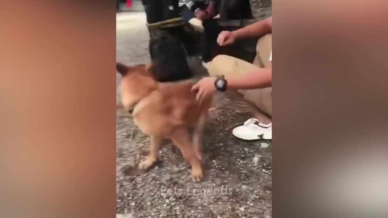 Funniest Animals 2023