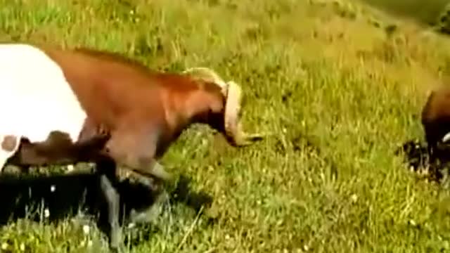 Goats head to head