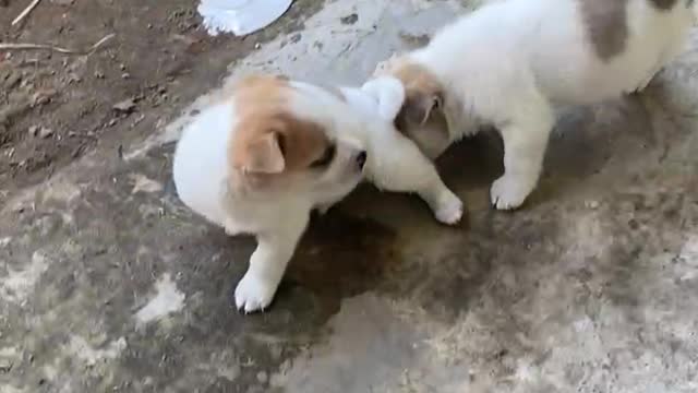 Dog Cute