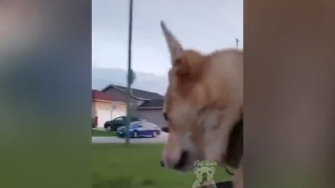 Best Funny Pets Compilation