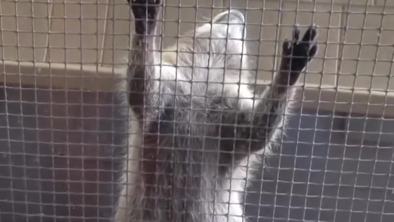 Funny Moments Animals-7