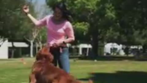 So cute dog trening