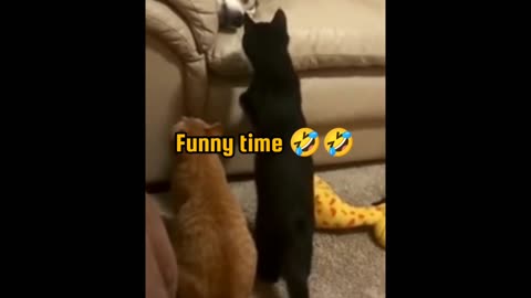 Funny time cats and dogs🤣🤣🤣