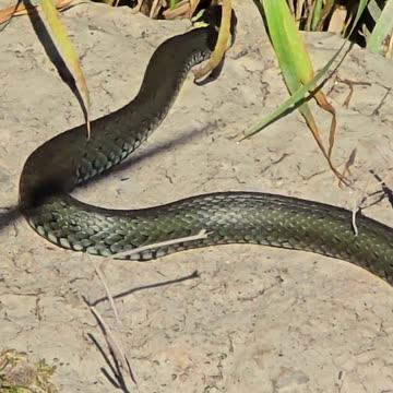 Young grass snake lying comfortably on a stone / This beautiful reptile is enjoying the sun.