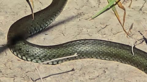 Young grass snake lying comfortably on a stone / This beautiful reptile is enjoying the sun.