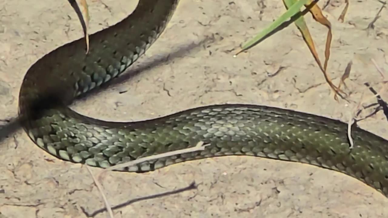 Young grass snake lying comfortably on a stone / This beautiful reptile is enjoying the sun.